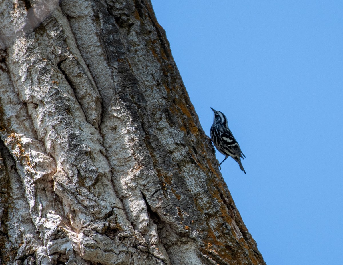 Black-and-white Warbler - tara lemezis