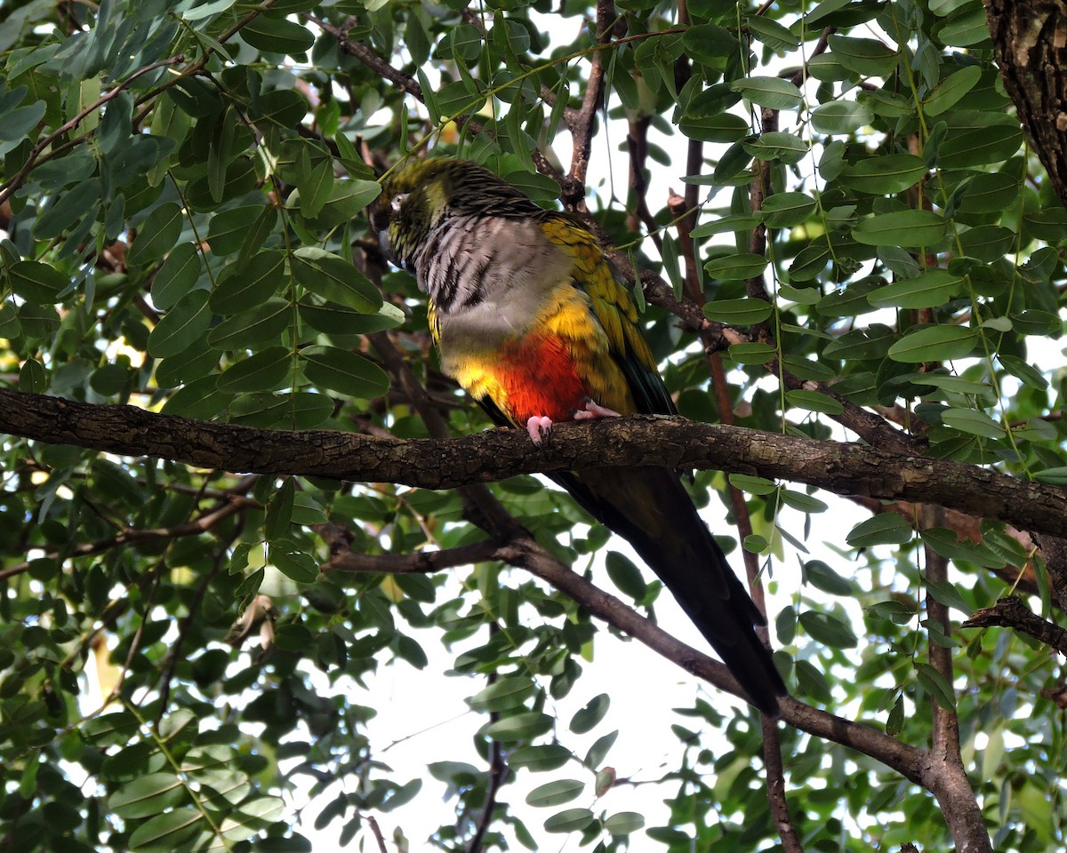 Burrowing Parakeet - ML57506911