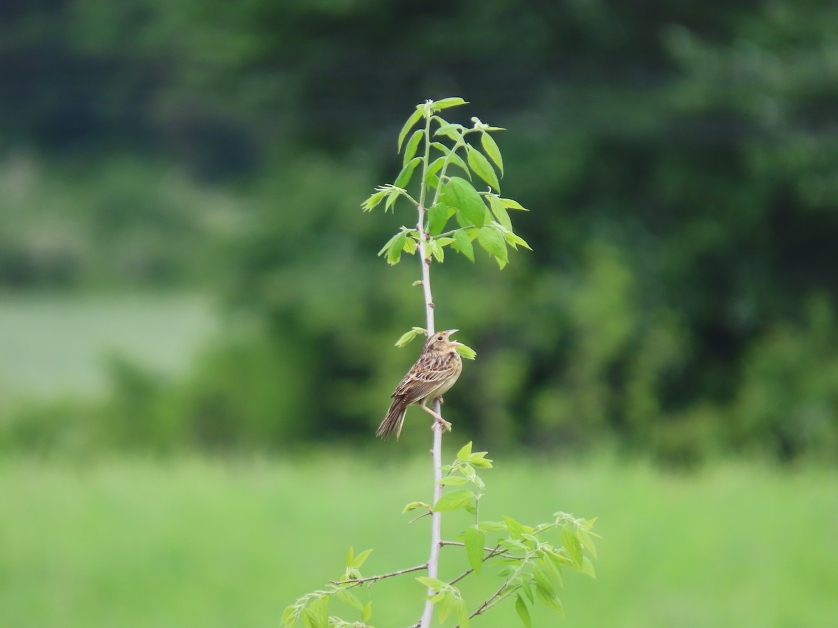 Grasshopper Sparrow - Doug Graham