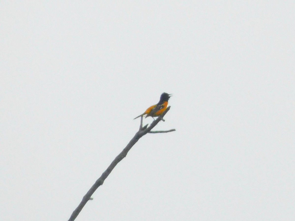 Baltimore Oriole - ML575070731