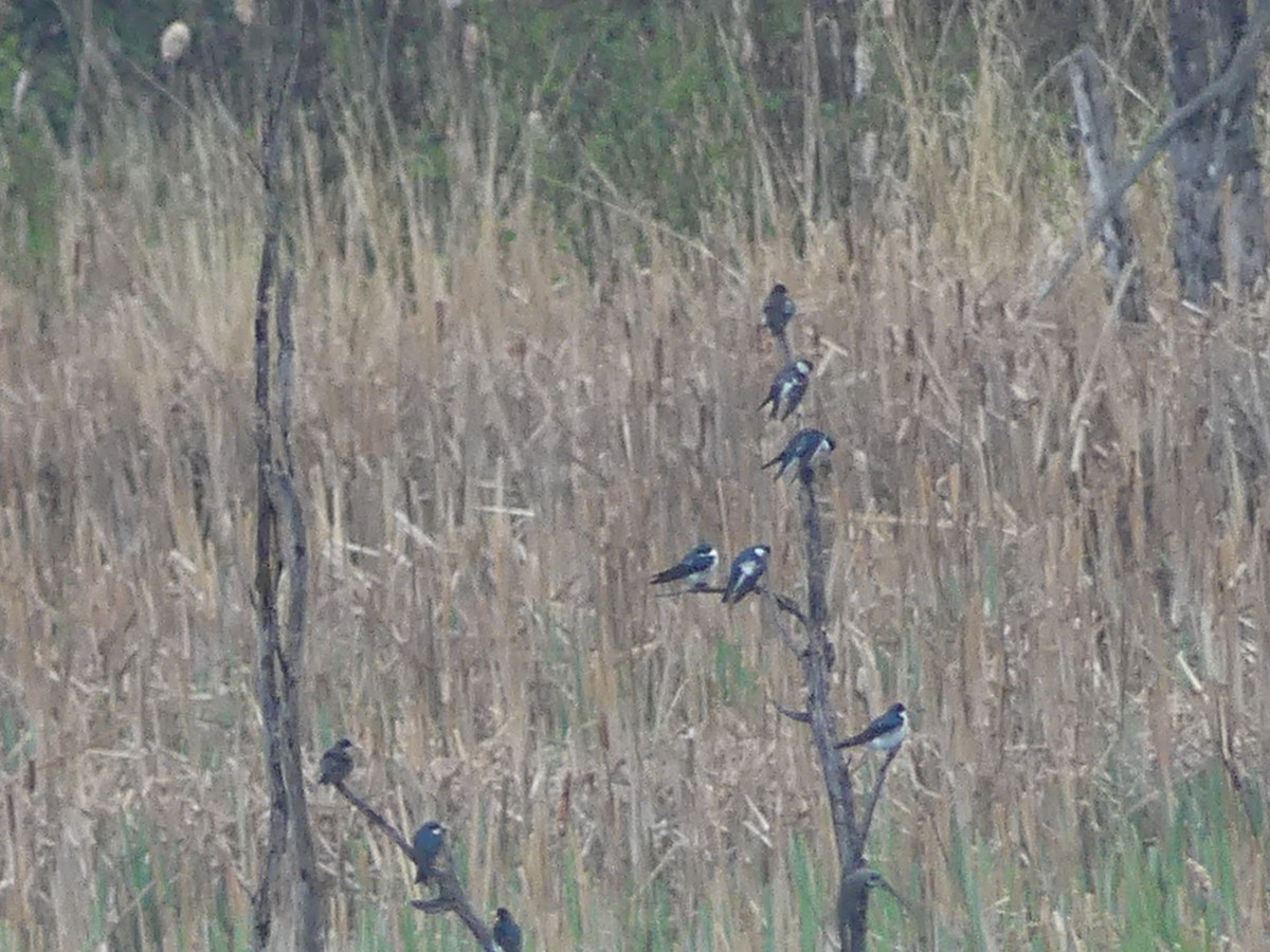 Tree Swallow - ML575070761