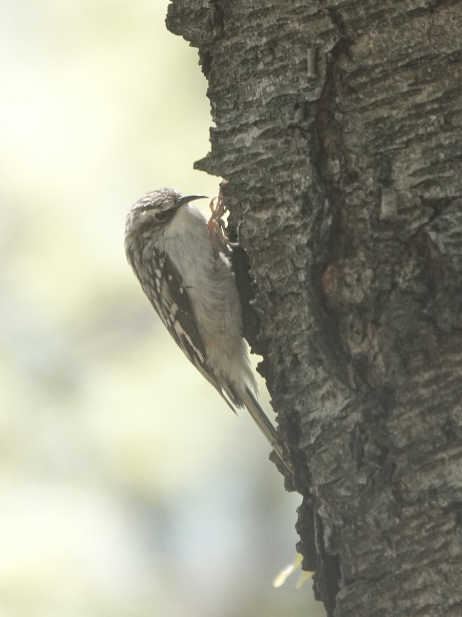 Brown Creeper - Ed Gaillard