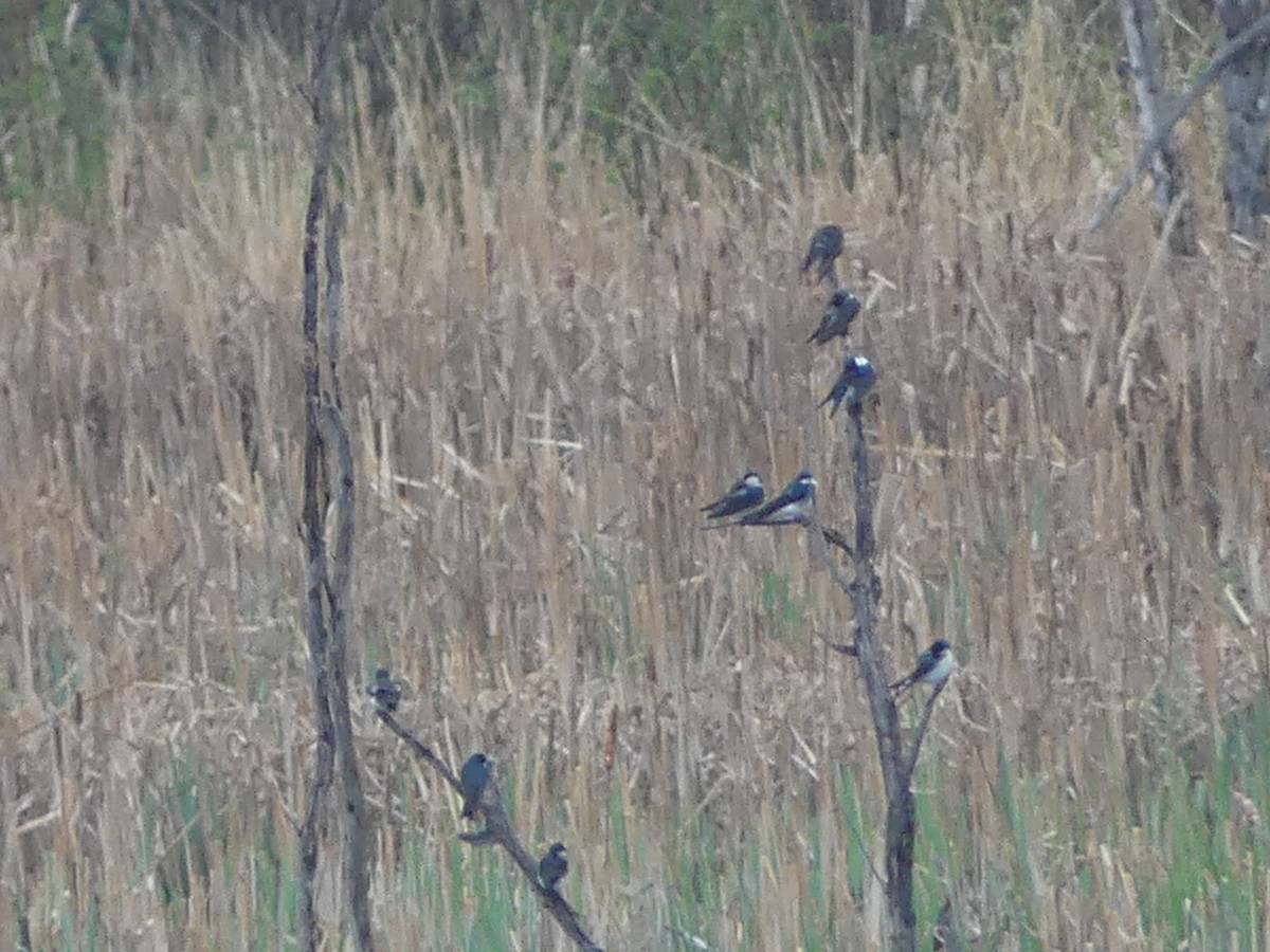 Tree Swallow - ML575070871