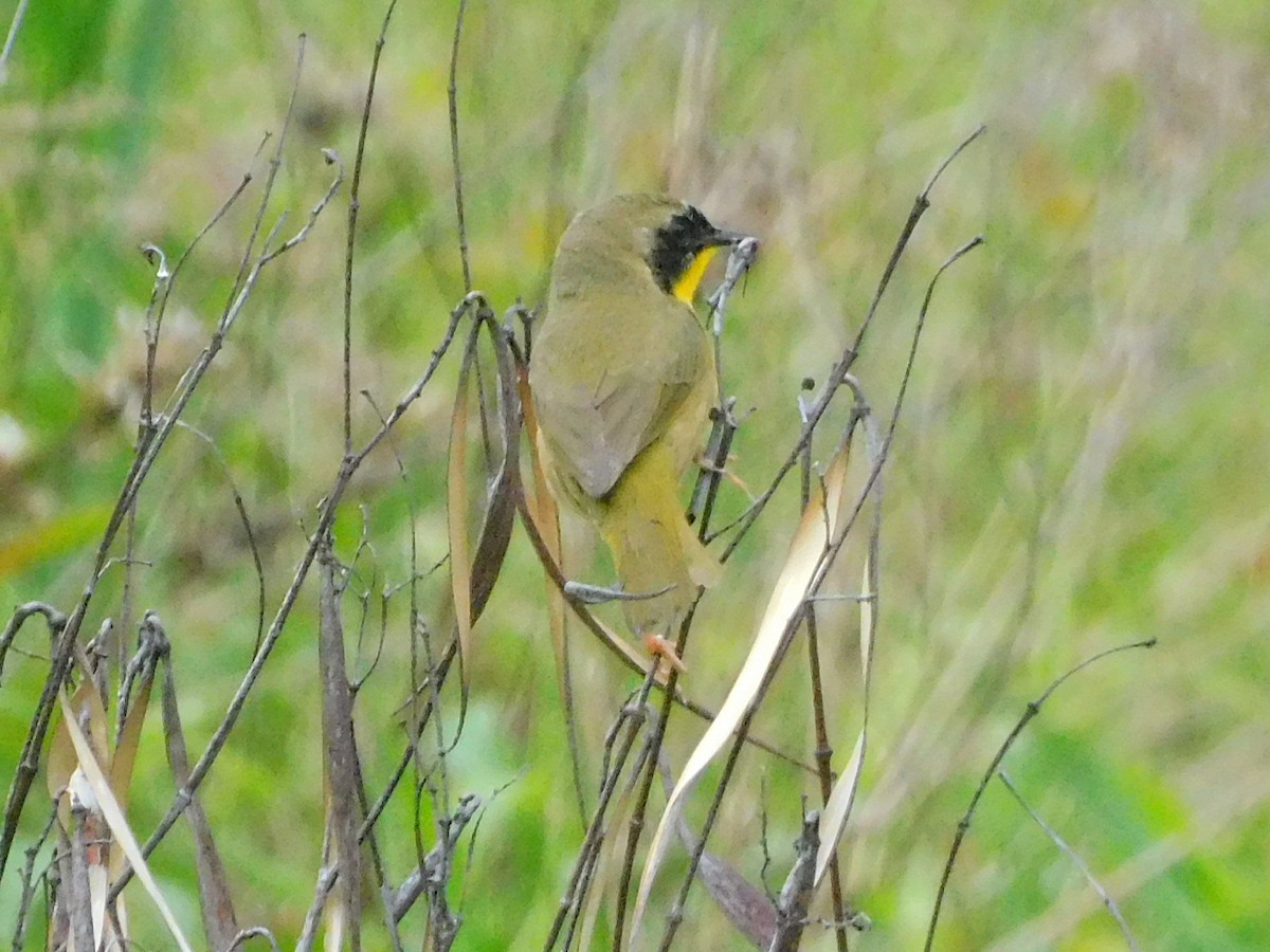 Common Yellowthroat - ML575070911