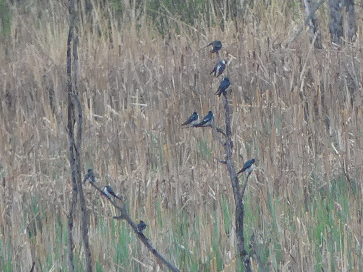 Tree Swallow - ML575071001