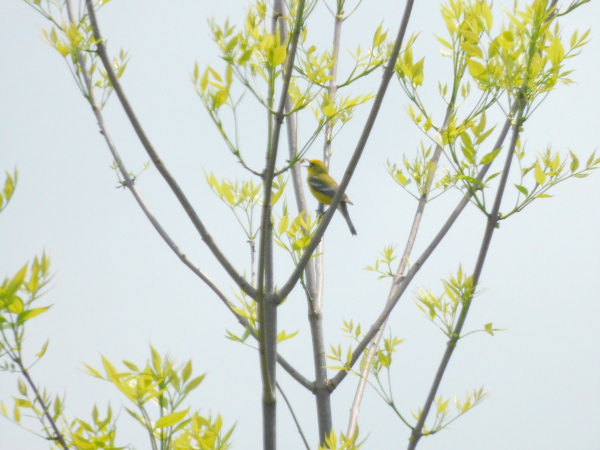 Blue-winged Warbler - ML575071141