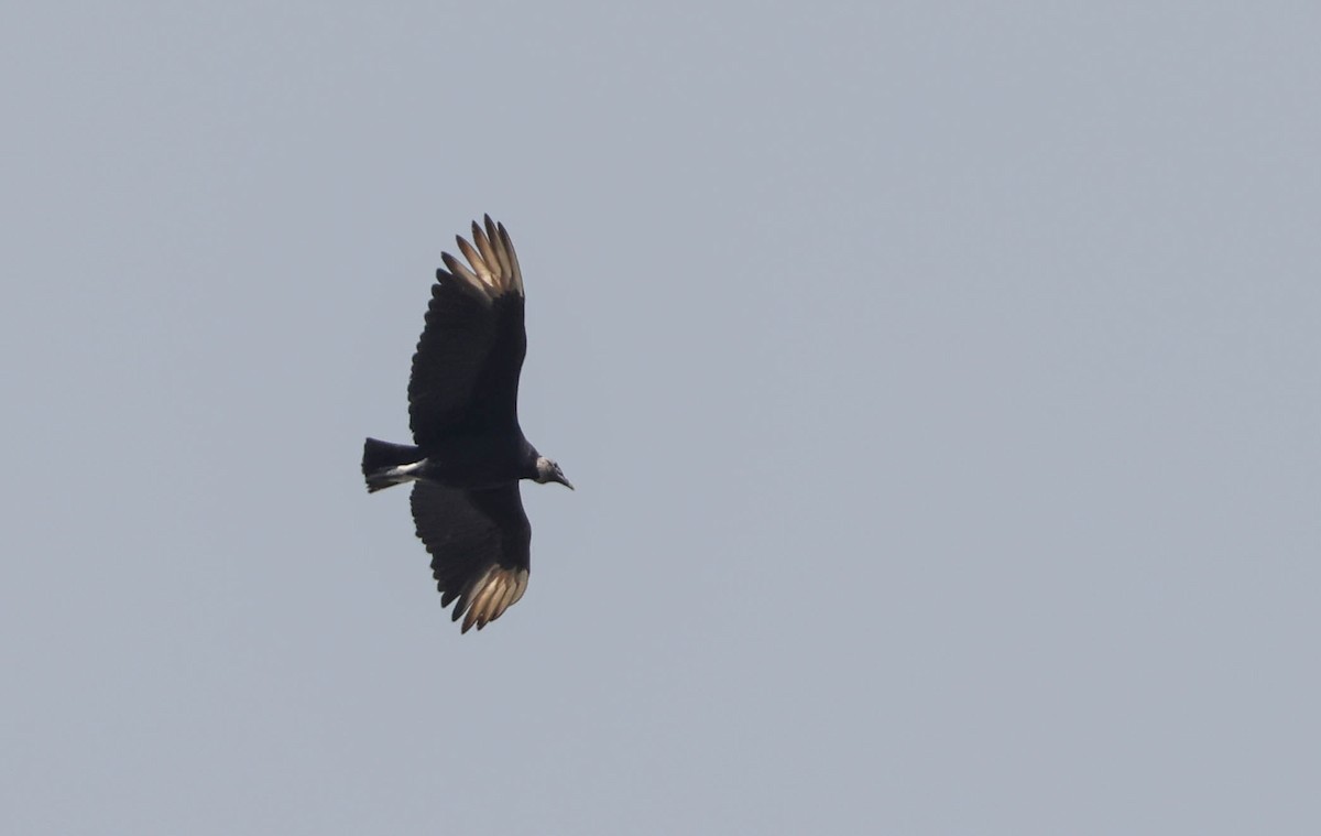 Black Vulture - Tracy Drake