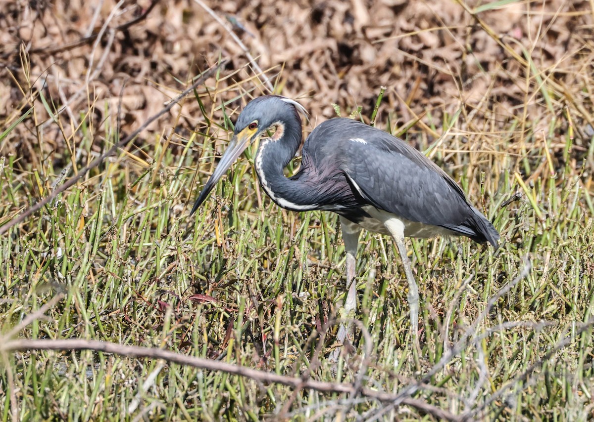 Tricolored Heron - ML575071931