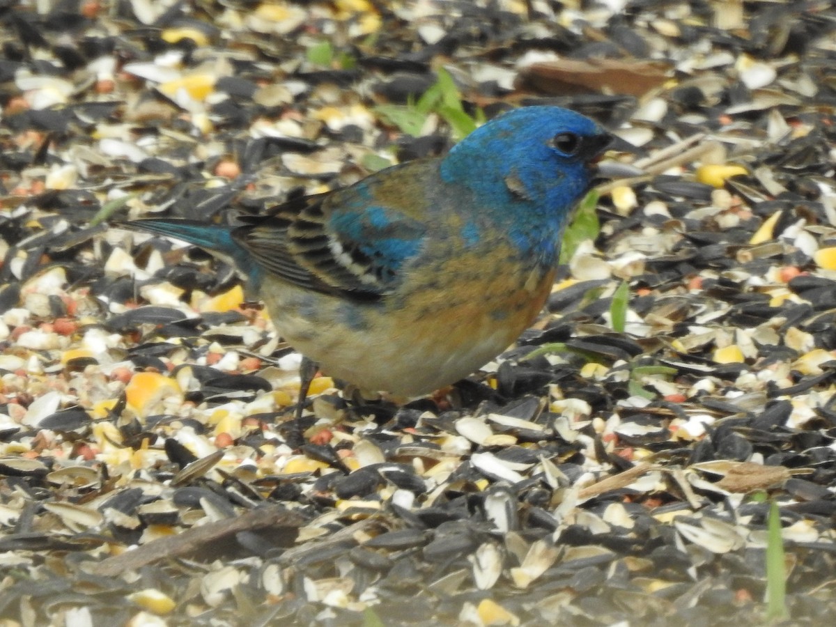 Lazuli Bunting - ML575072551