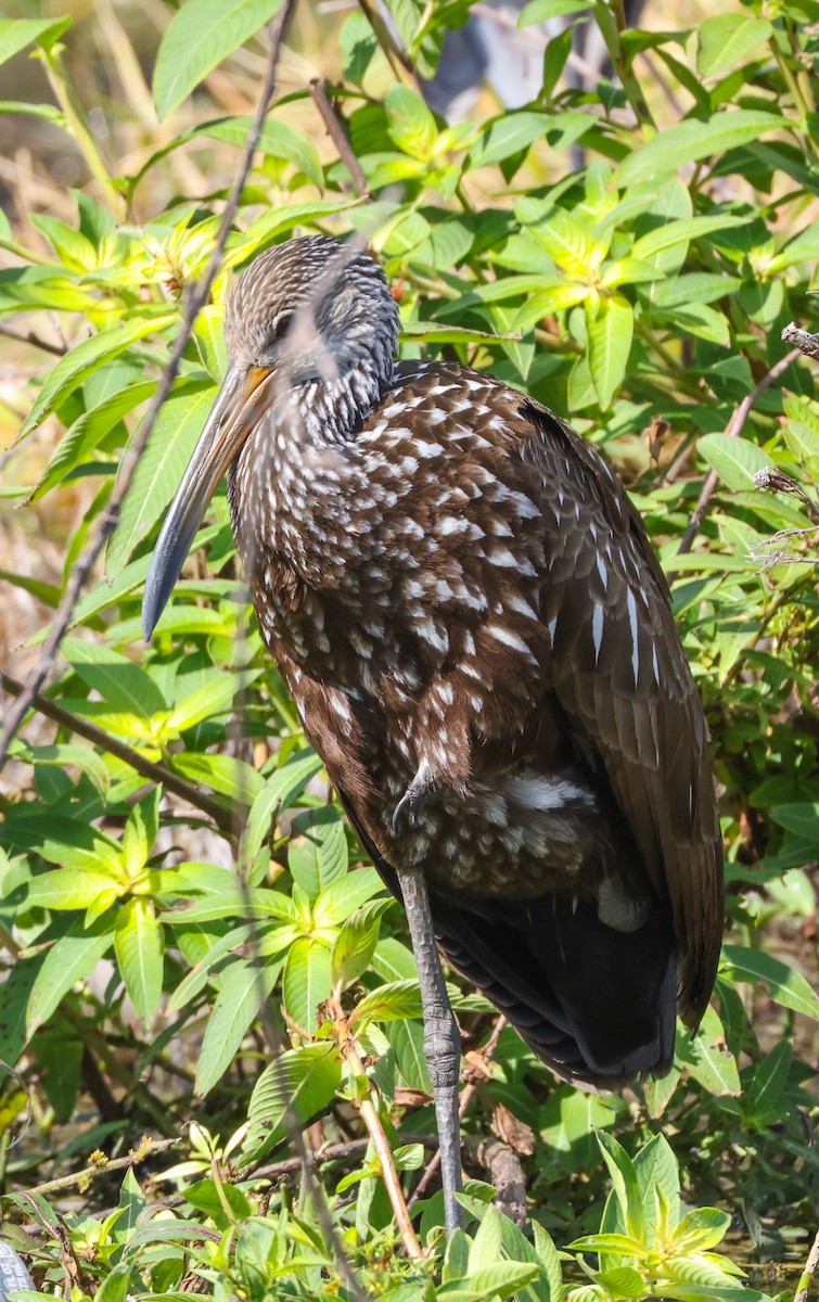 Limpkin - ML575072961