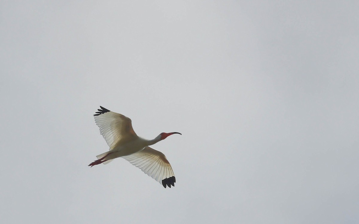 White Ibis - ML575073261