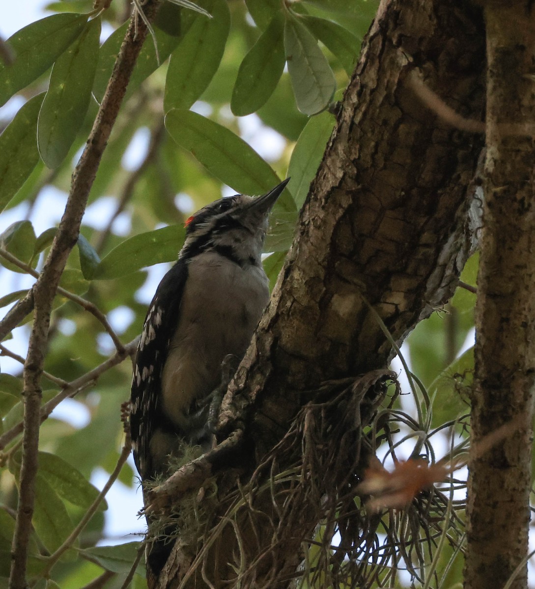 Downy Woodpecker - ML575073631
