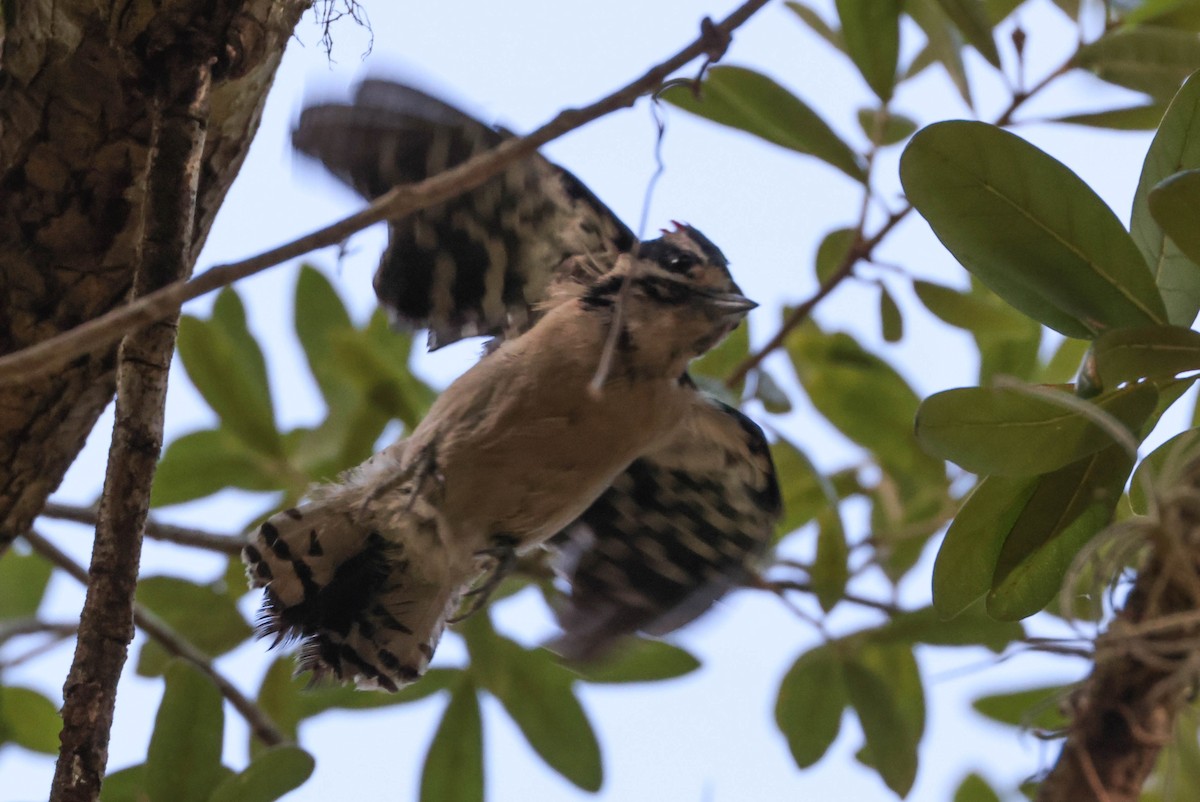 Downy Woodpecker - ML575073661