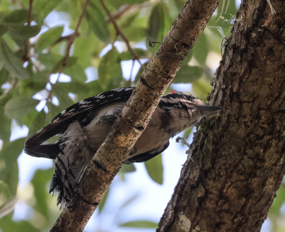 Downy Woodpecker - ML575073671