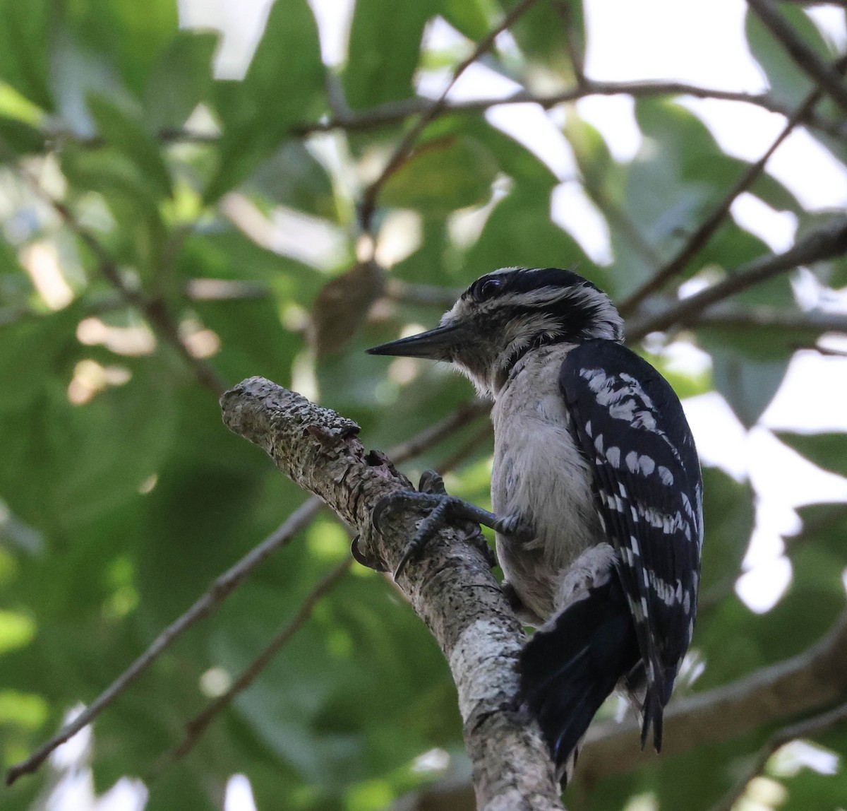 Downy Woodpecker - ML575073721