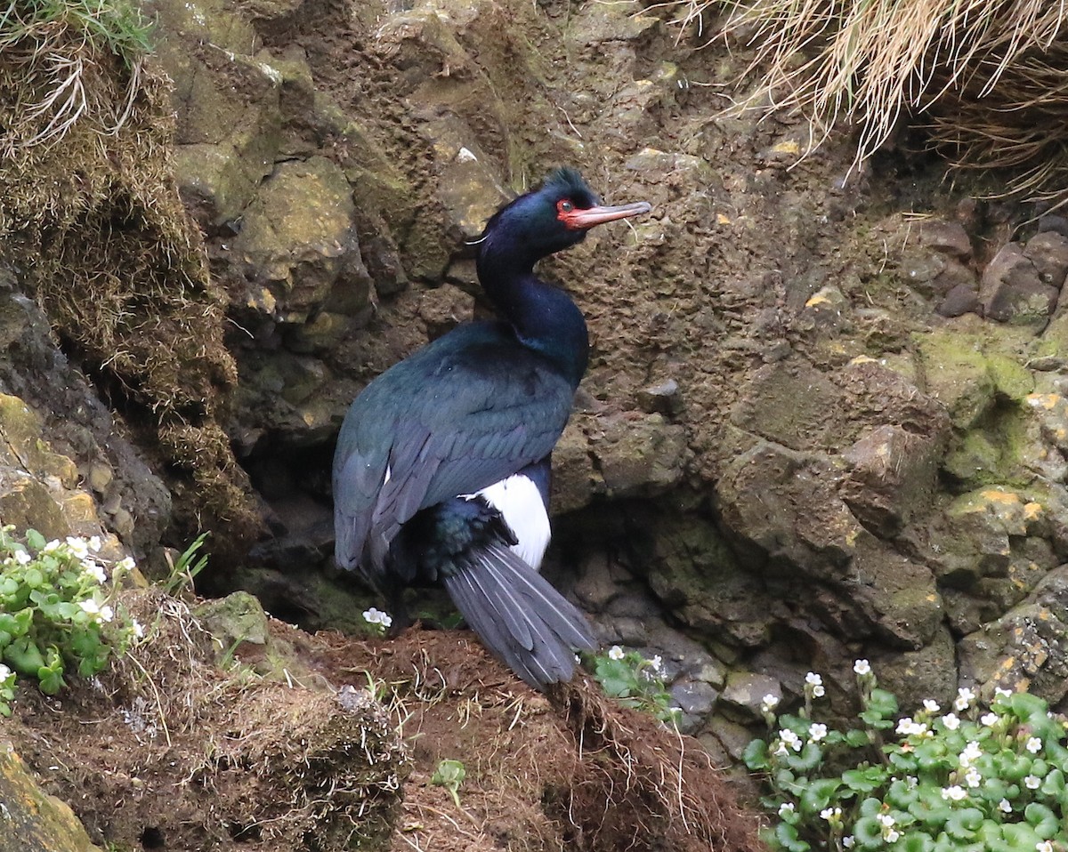 Pelagic Cormorant - Janet Kelly