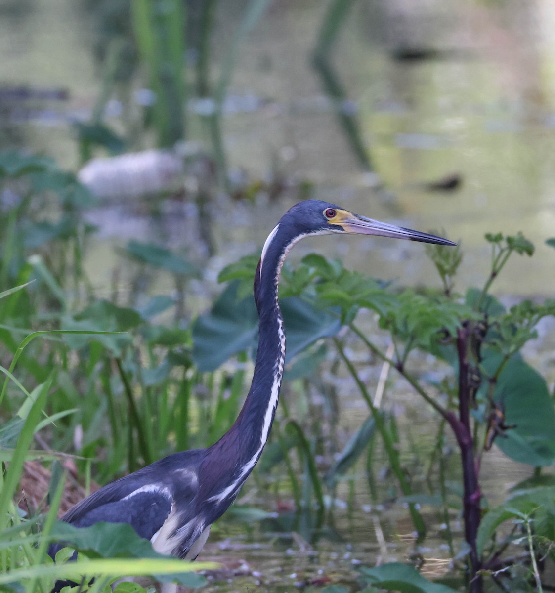 Tricolored Heron - ML575073941