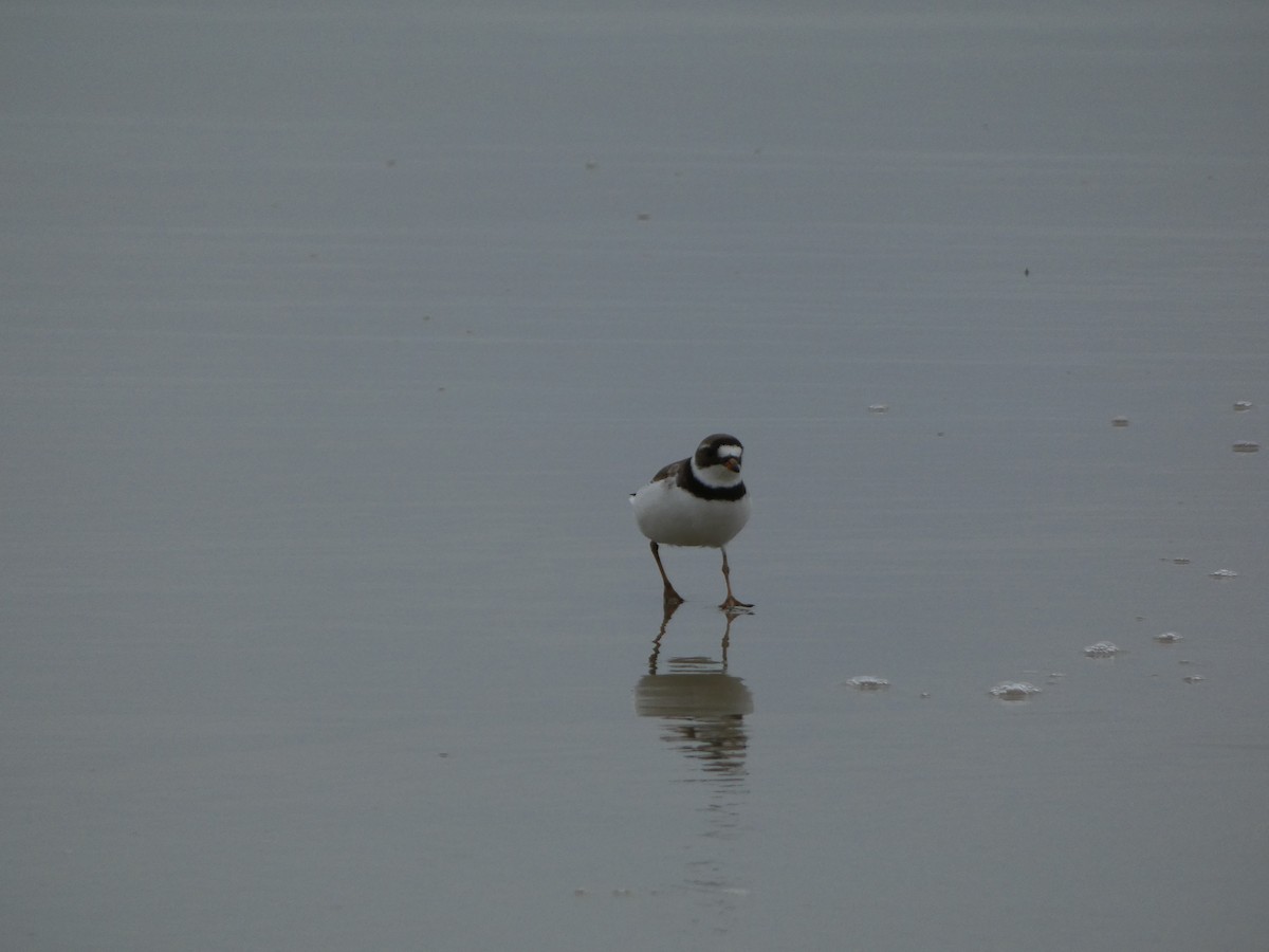 Semipalmated Plover - ML575074171