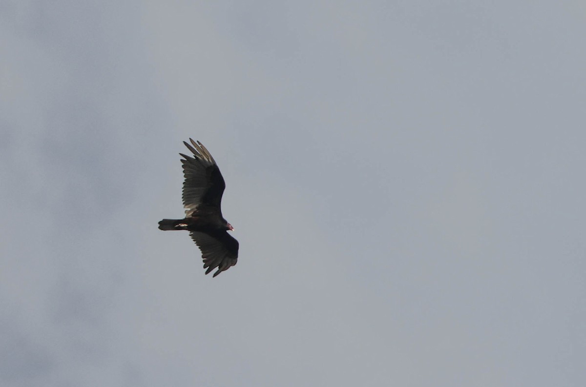 Turkey Vulture - ML575074391