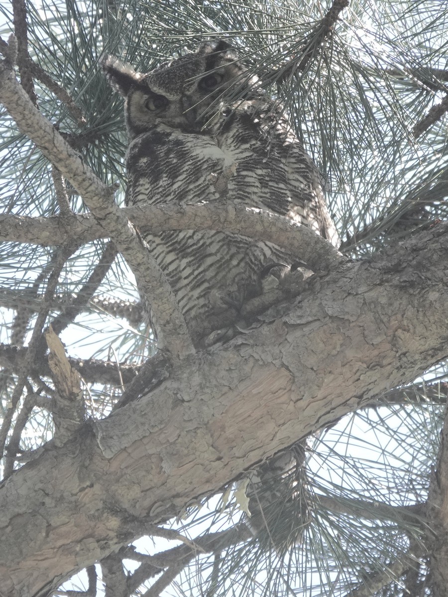 Great Horned Owl - ML575075411