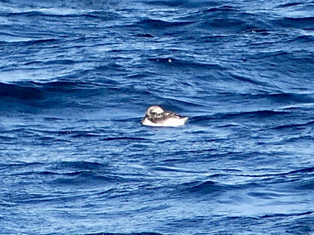 Long-tailed Duck - ML575076211