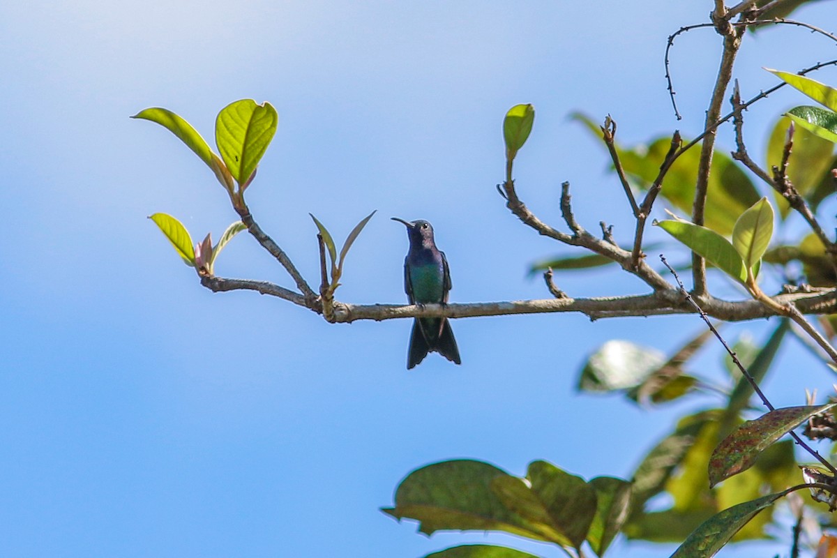 kolibřík safírovohrdlý - ML575076681