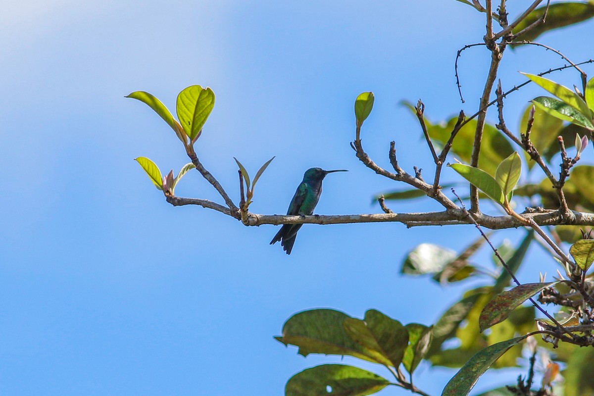 kolibřík safírovohrdlý - ML575076691