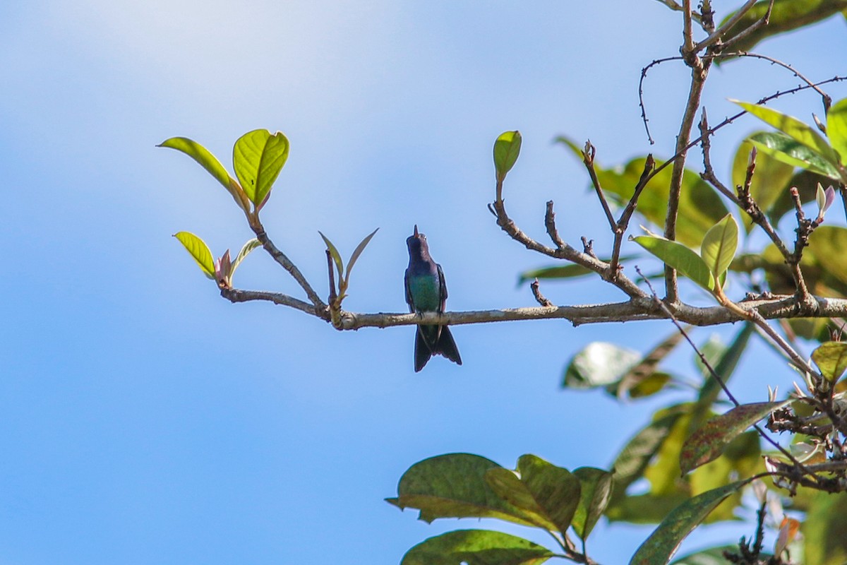 kolibřík safírovohrdlý - ML575076701
