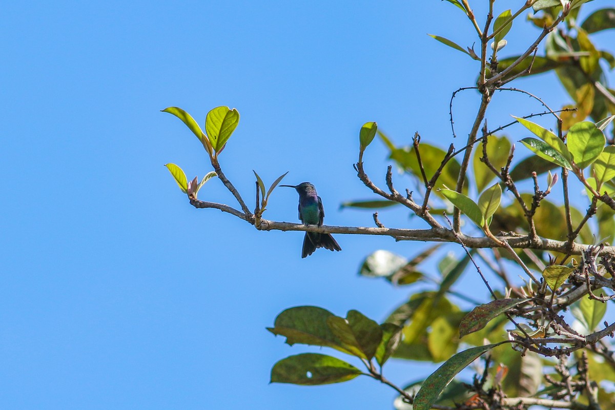 kolibřík safírovohrdlý - ML575076741