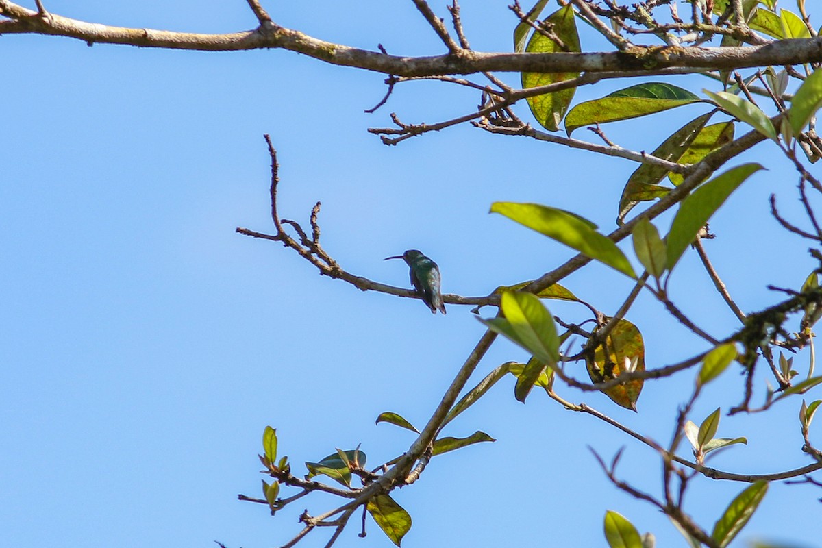 kolibřík safírovohrdlý - ML575076751
