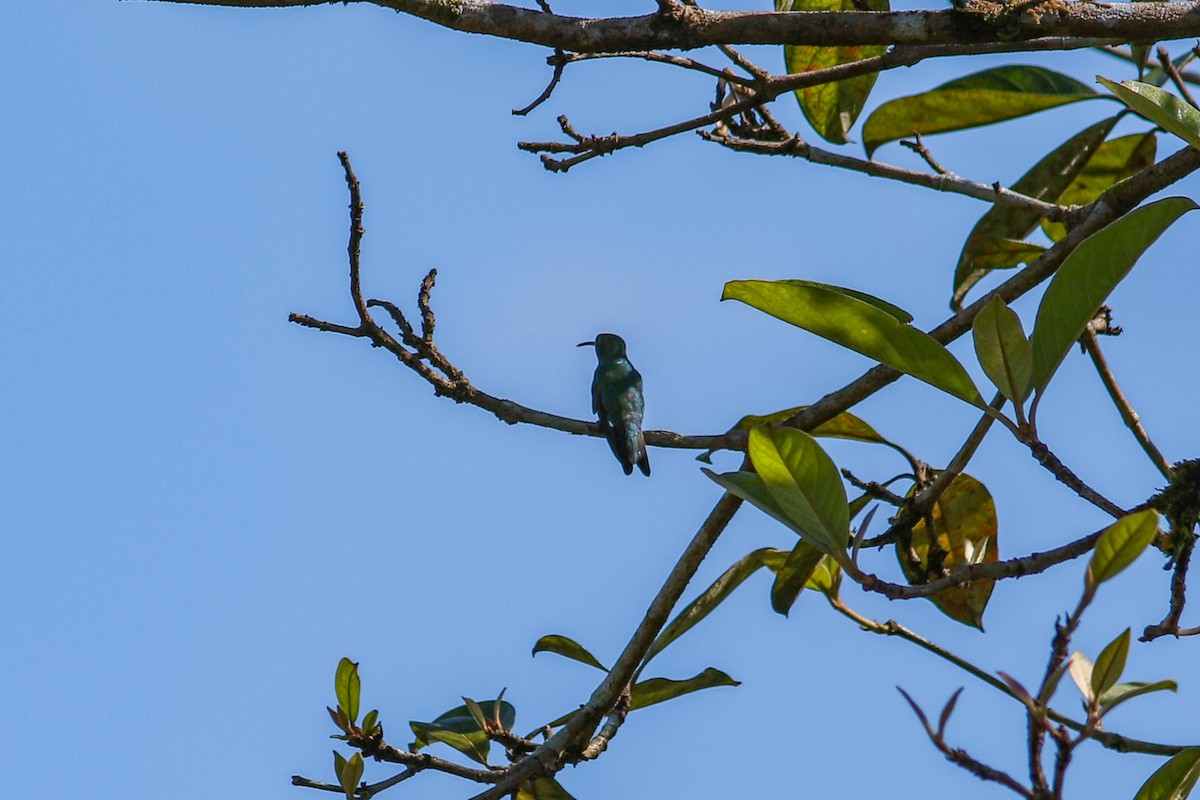 kolibřík safírovohrdlý - ML575076771