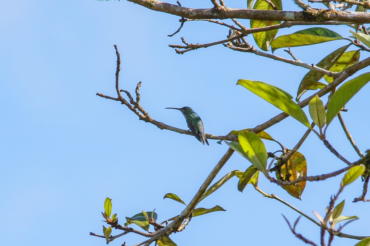 kolibřík safírovohrdlý - ML575076801