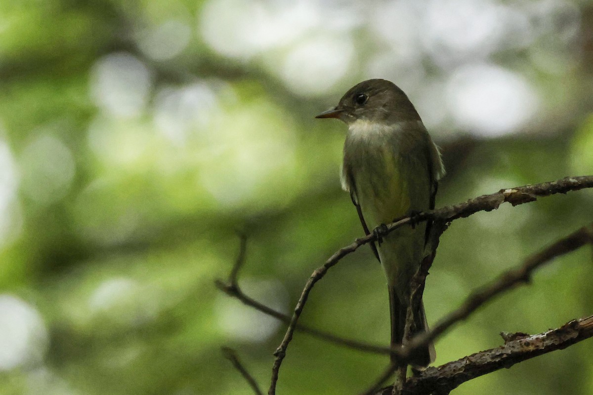 Eastern Wood-Pewee - ML575078471