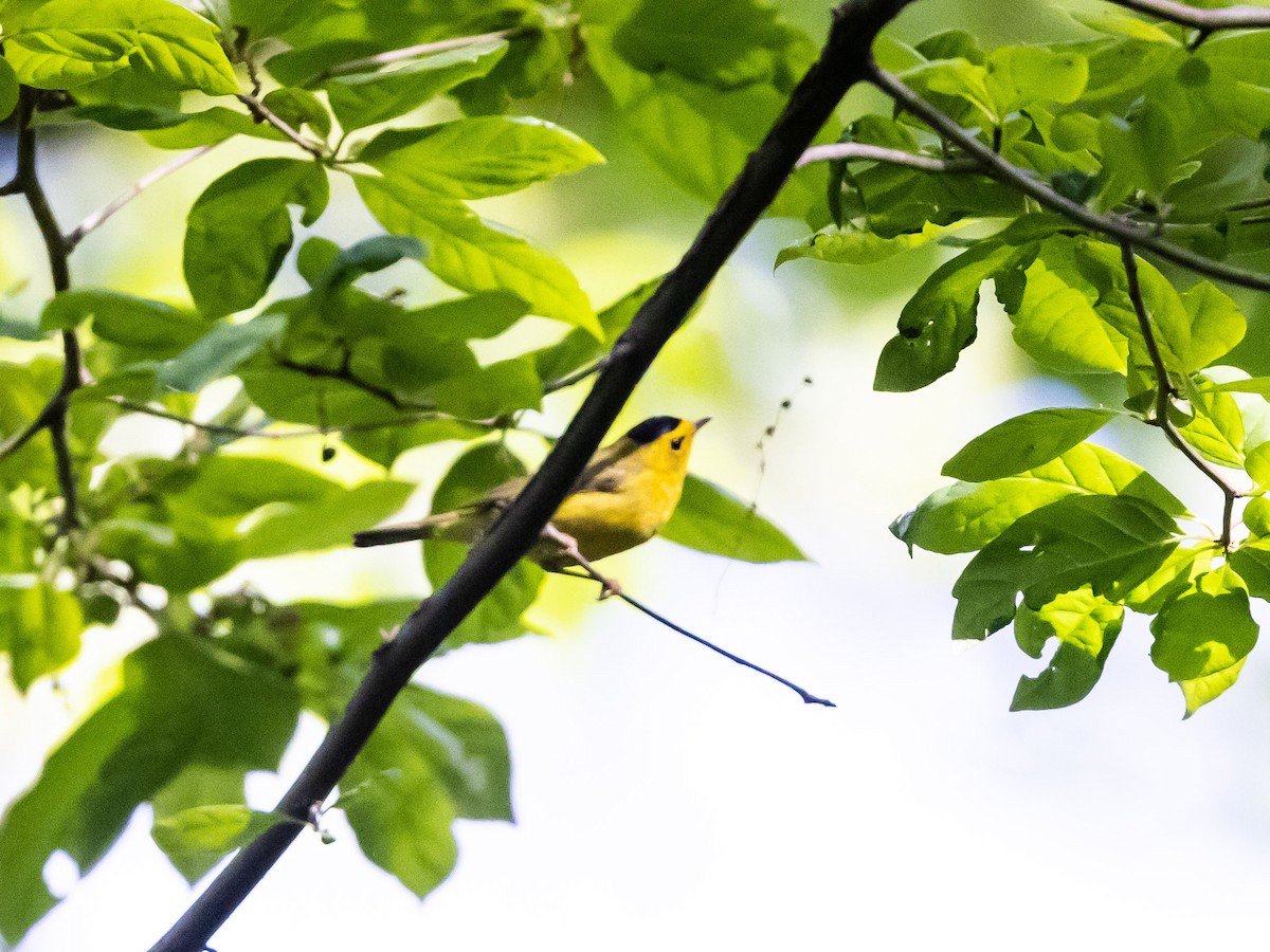 Wilson's Warbler - ML575078961