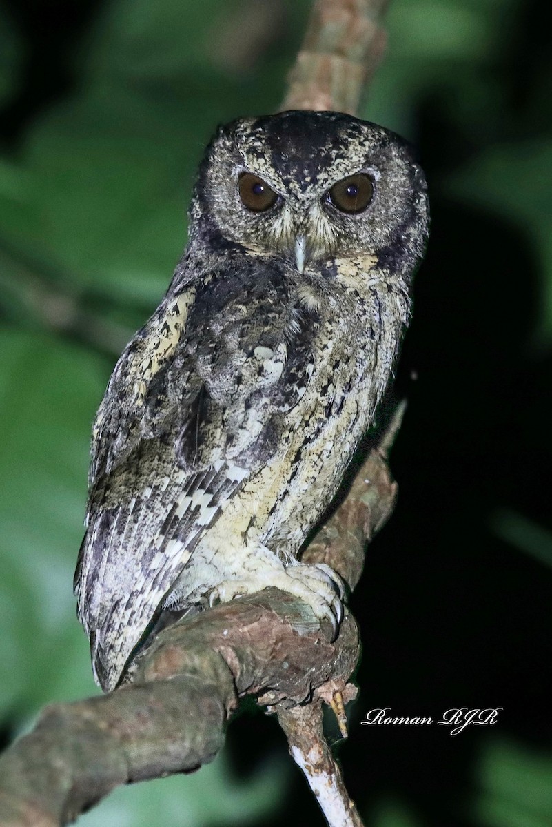 Sunda Scops-Owl - ML575079321