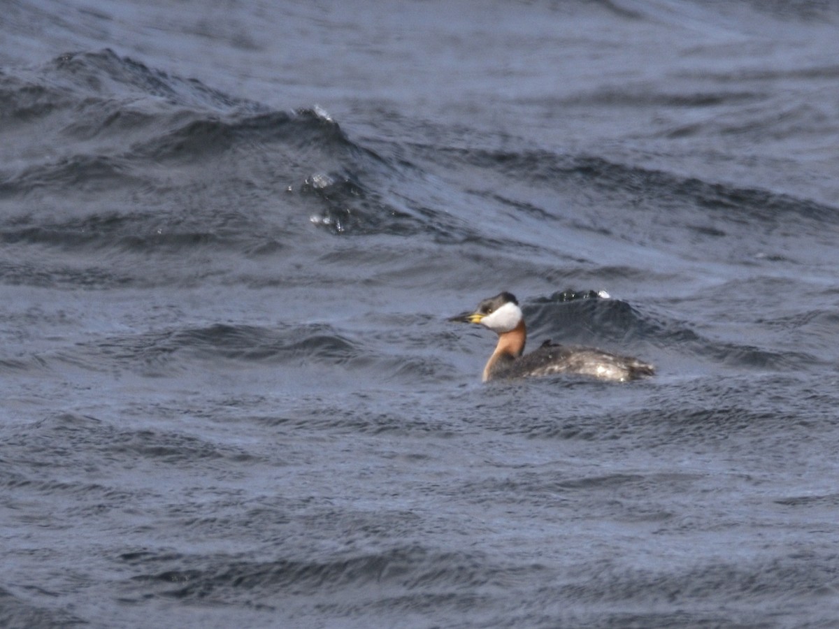 Red-necked Grebe - ML575079641