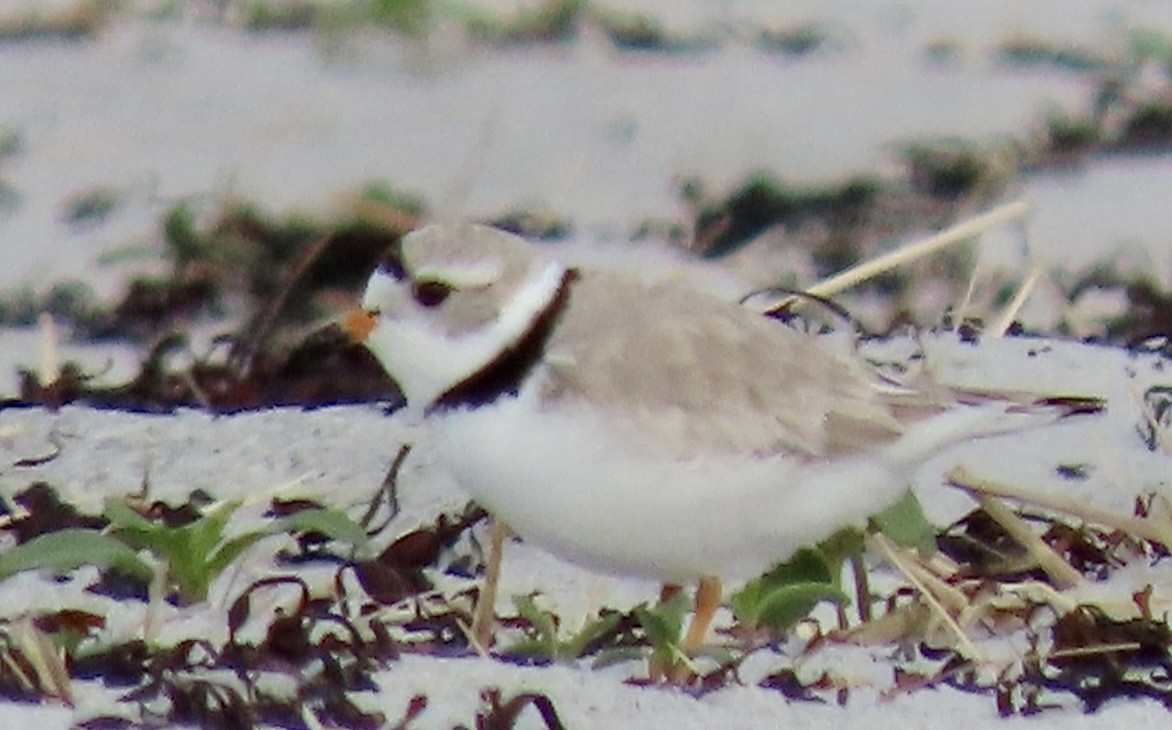 Piping Plover - ML575080731