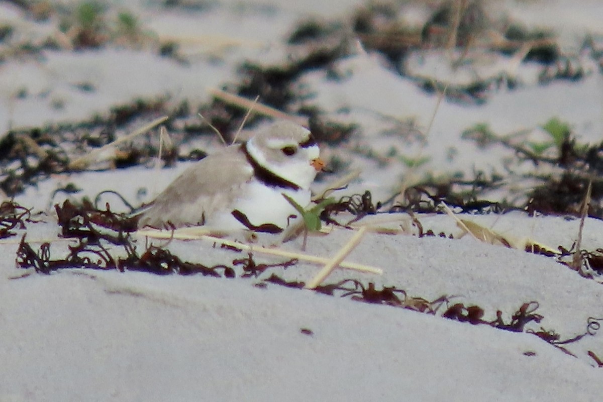 Piping Plover - ML575080741