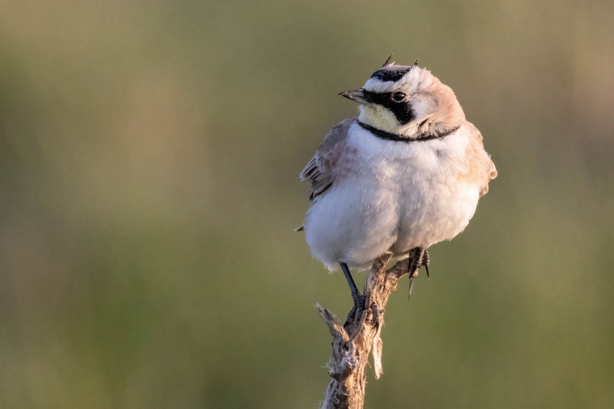 Horned Lark - ML575080881