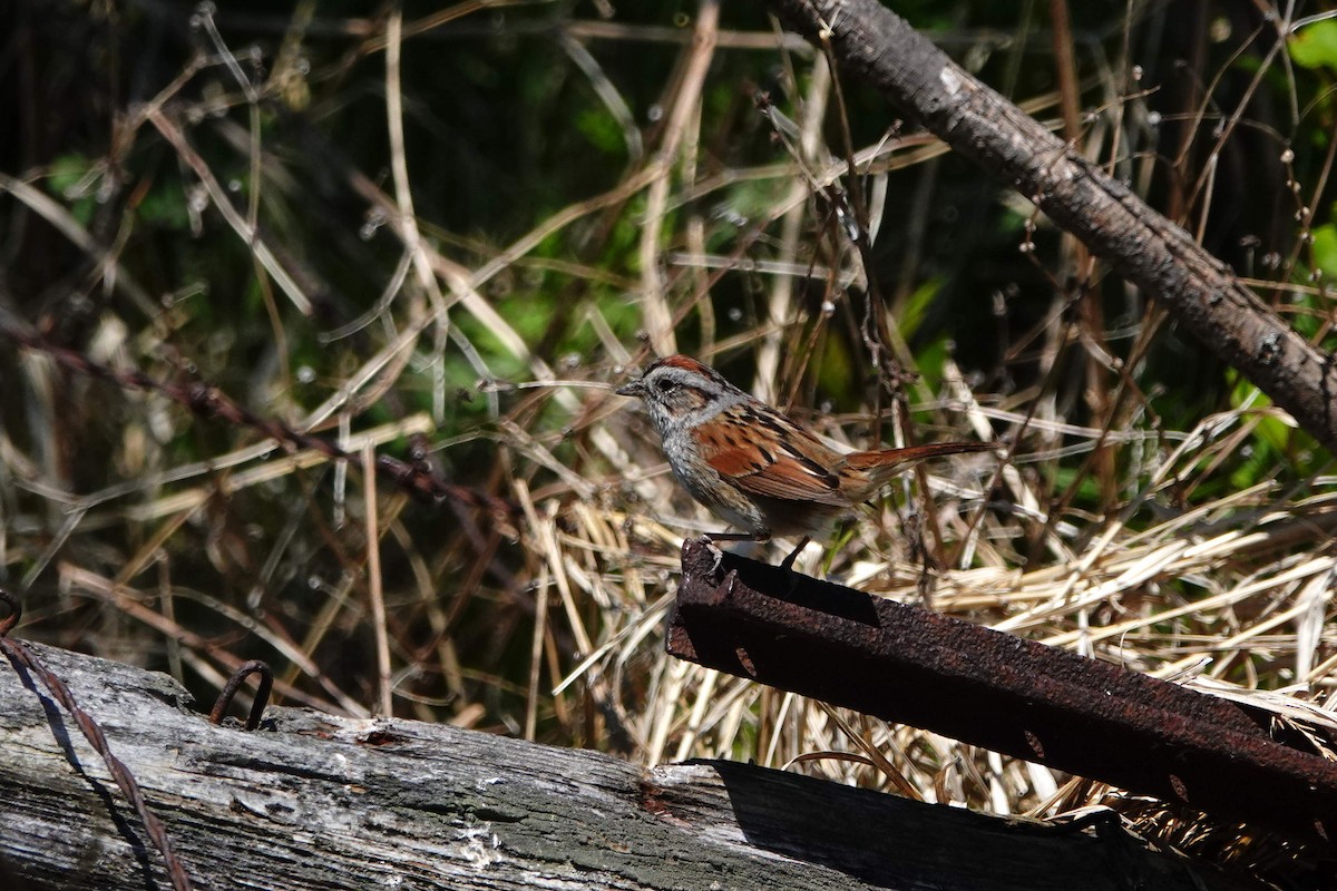Swamp Sparrow - ML575080951