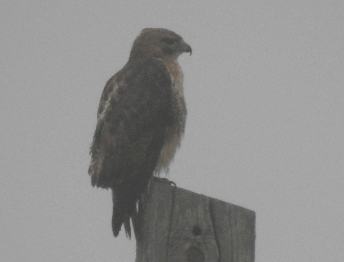 Red-tailed Hawk - ML575081381
