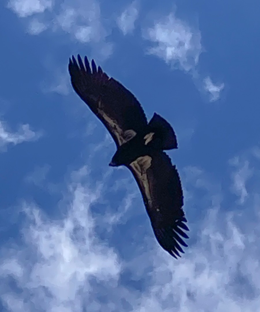 Condor de Californie - ML575081571