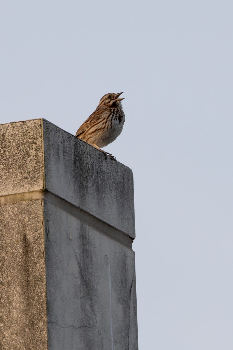 Song Sparrow - ML575081961