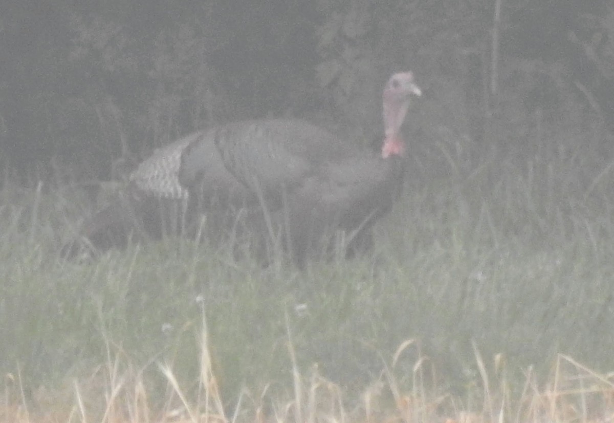 Wild Turkey - ML575082001