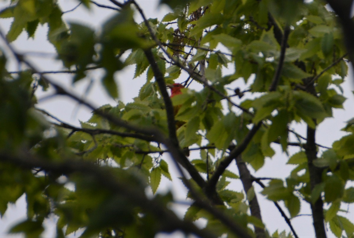 Summer Tanager - "Chia" Cory Chiappone ⚡️