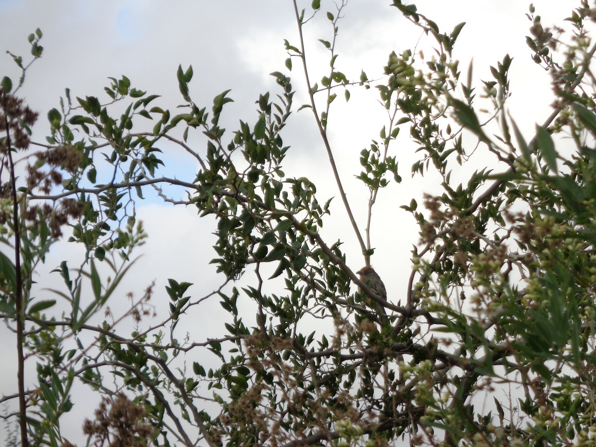 White-tipped Plantcutter - Micaela Hierro