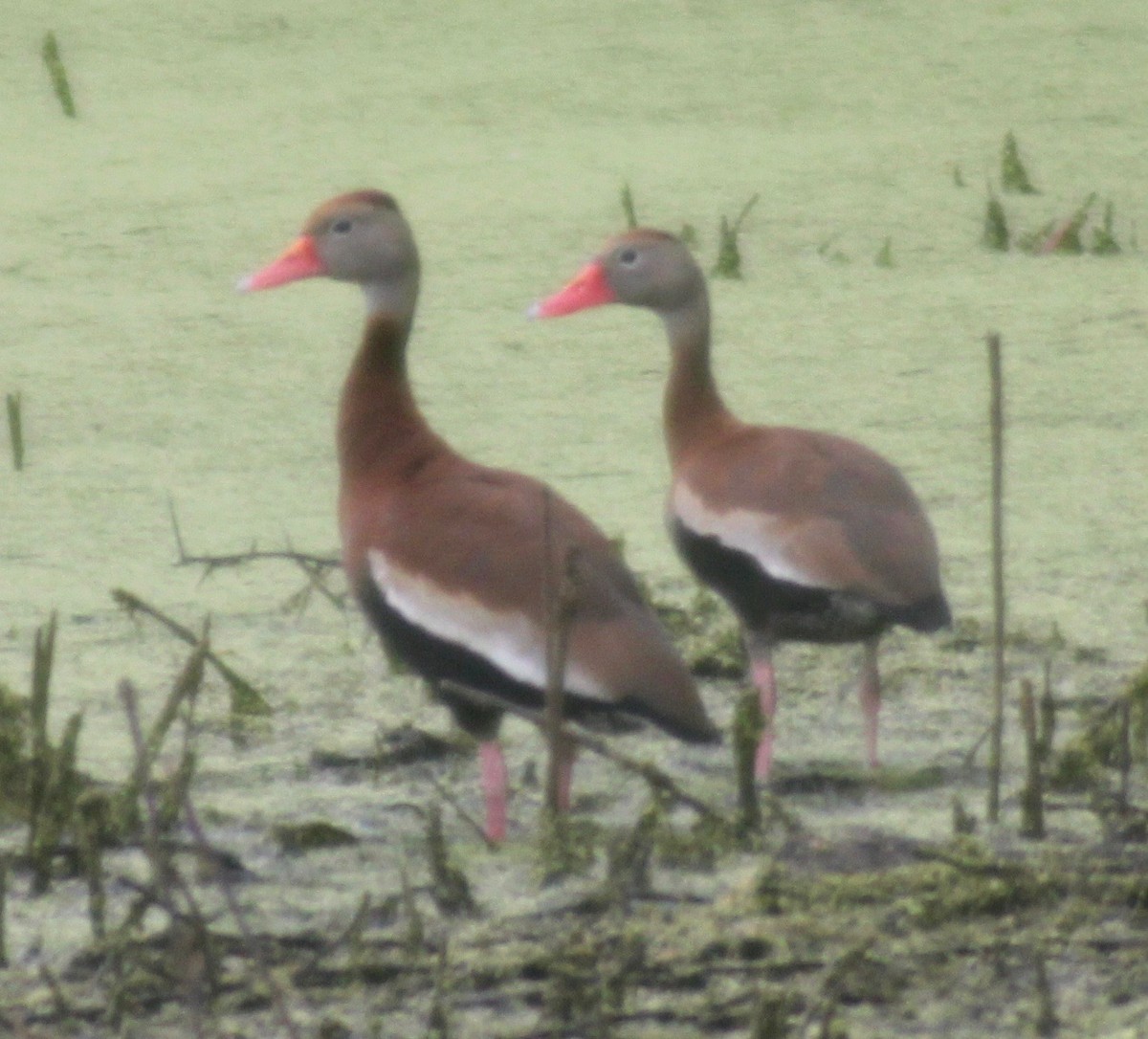 Black-bellied Whistling-Duck - ML575083041