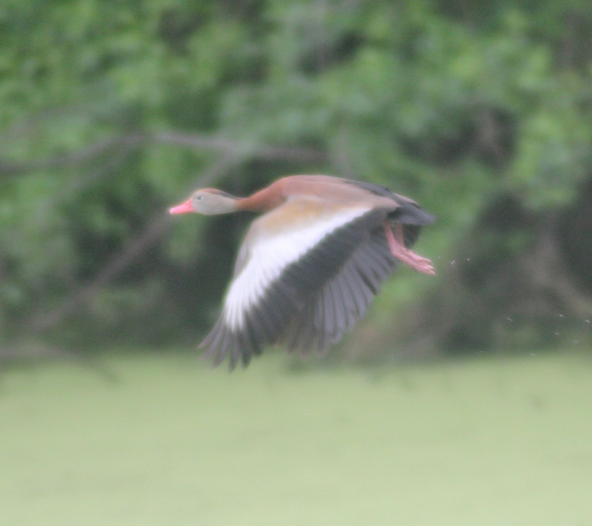 Black-bellied Whistling-Duck - ML575083051