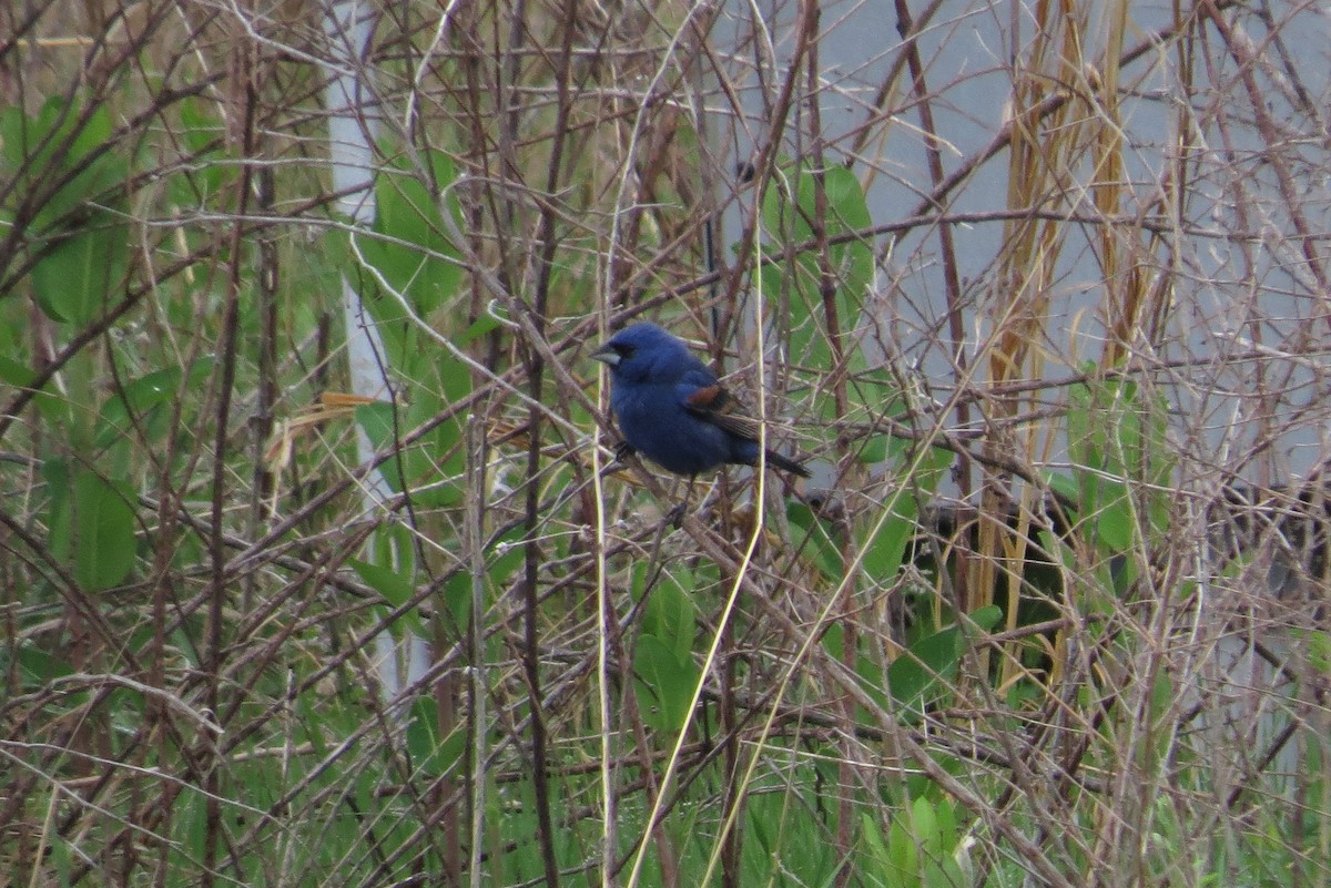 Blue Grosbeak - "Chia" Cory Chiappone ⚡️