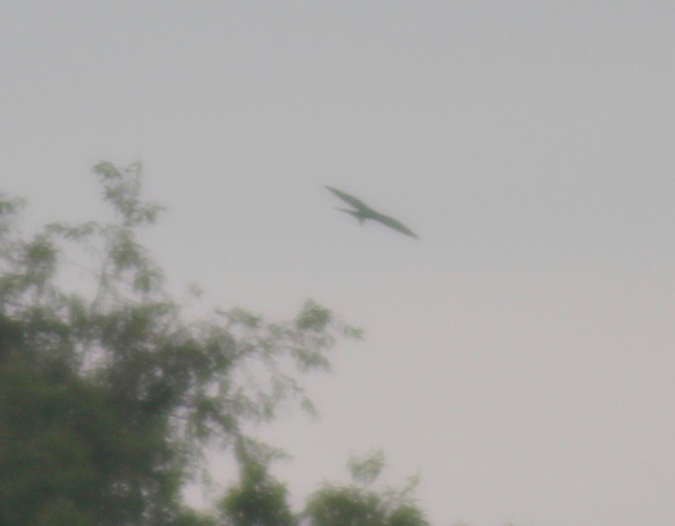 Swallow-tailed Kite - ML575083261